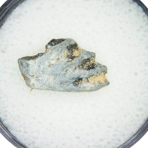 Genuine Triassic Age Arganodus dorothea Lungfish Tooth Fossil for Sale from New Mexico #8