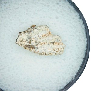 Genuine Triassic Age Arganodus dorothea Lungfish Tooth Fossil for Sale from New Mexico #9
