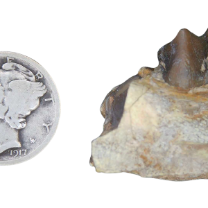 Genuine Oligocene Age Merycoidodon culbertsoni Oreodont Jaw Section with Tooth for Sale from South Dakota #1
