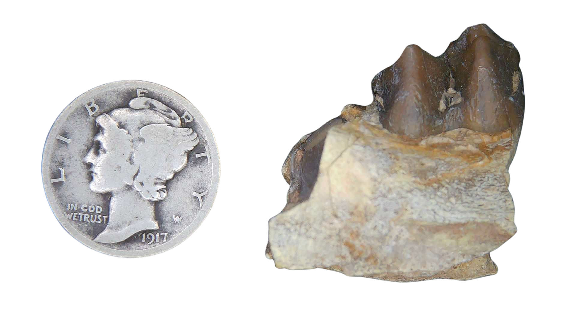 Merycoidodon culbertsoni Oreodont Jaw Section with Tooth for Sale 1 | Fossils for Sale Genuine Oligocene Age Merycoidodon culbertsoni Oreodont Jaw Section with Tooth for Sale from South Dakota #1