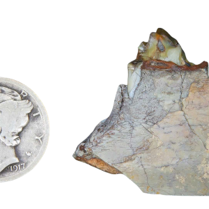 Genuine Oligocene Age Merycoidodon culbertsoni Oreodont Jaw Section with Tooth for Sale from South Dakota #10