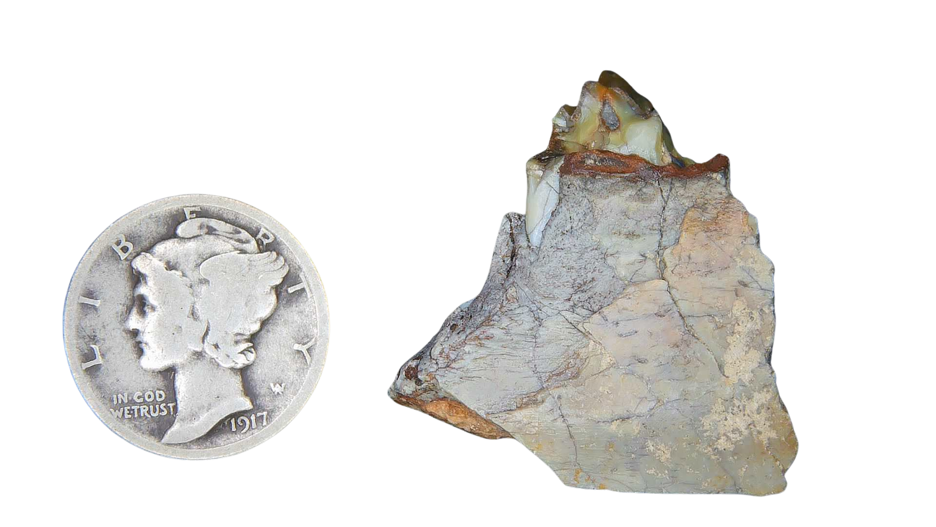Merycoidodon culbertsoni Oreodont Jaw Section with Tooth for Sale 10 | Fossils for Sale Genuine Oligocene Age Merycoidodon culbertsoni Oreodont Jaw Section with Tooth for Sale from South Dakota #10