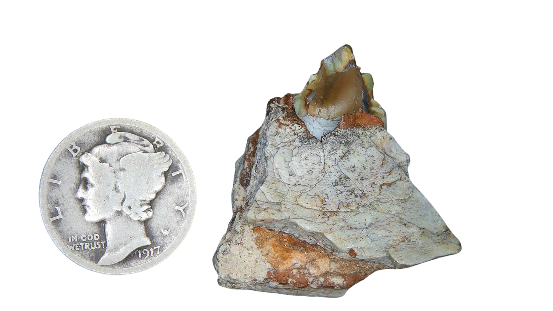 Merycoidodon culbertsoni Oreodont Jaw Section with Tooth for Sale 10a | Fossils for Sale Genuine Oligocene Age Merycoidodon culbertsoni Oreodont Jaw Section with Tooth for Sale from South Dakota #10a