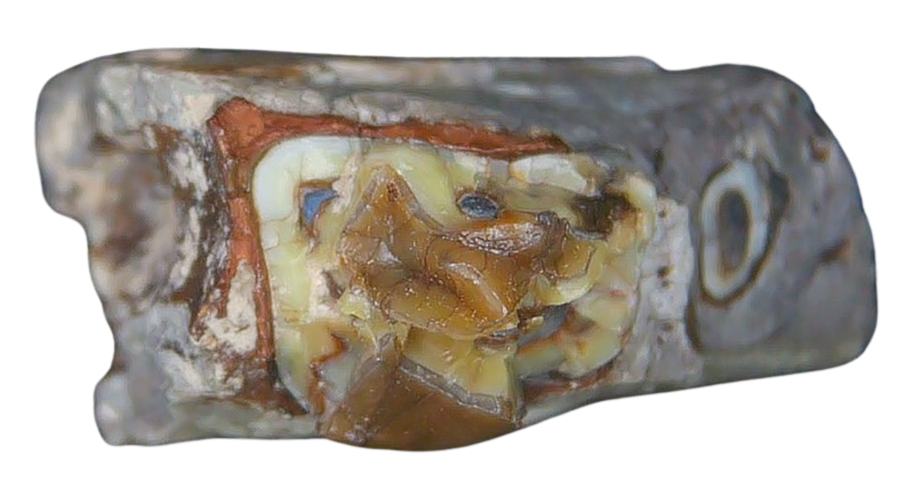 Merycoidodon culbertsoni Oreodont Jaw Section with Tooth for Sale 10b | Fossils for Sale Genuine Oligocene Age Merycoidodon culbertsoni Oreodont Jaw Section with Tooth for Sale from South Dakota #10b