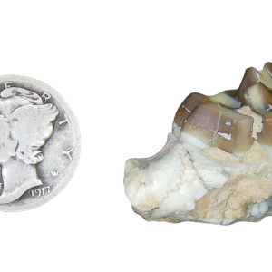 Genuine Oligocene Age Merycoidodon culbertsoni Oreodont Jaw Section with Tooth for Sale from South Dakota #11