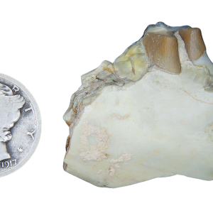 Genuine Oligocene Age Merycoidodon culbertsoni Oreodont Jaw Section with Tooth for Sale from South Dakota #12