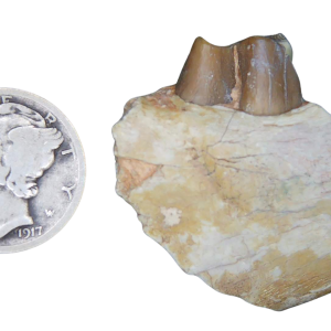 Genuine Oligocene Age Merycoidodon culbertsoni Oreodont Jaw Section with Tooth for Sale from South Dakota #13