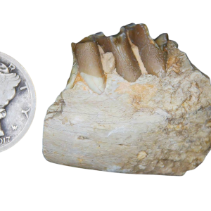 Genuine Oligocene Age Merycoidodon culbertsoni Oreodont Jaw Section with Tooth for Sale from South Dakota #14