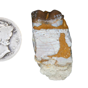 Genuine Oligocene Age Merycoidodon culbertsoni Oreodont Jaw Section with Tooth for Sale from South Dakota #15