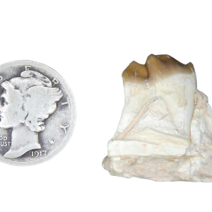 Genuine Oligocene Age Merycoidodon culbertsoni Oreodont Jaw Section with Tooth for Sale from South Dakota #16
