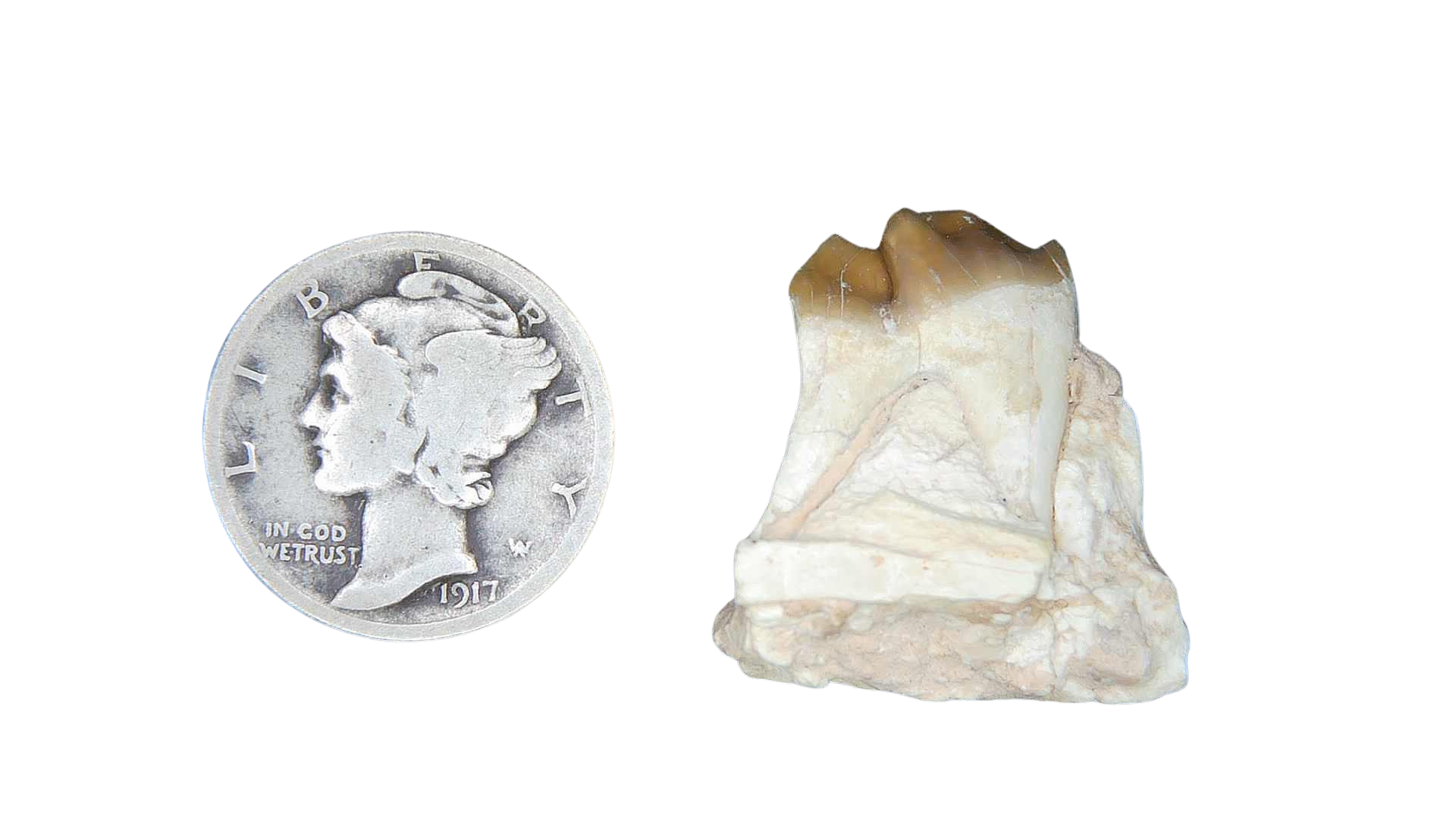 Merycoidodon culbertsoni Oreodont Jaw Section with Tooth for Sale 16 | Fossils for Sale Genuine Oligocene Age Merycoidodon culbertsoni Oreodont Jaw Section with Tooth for Sale from South Dakota #16
