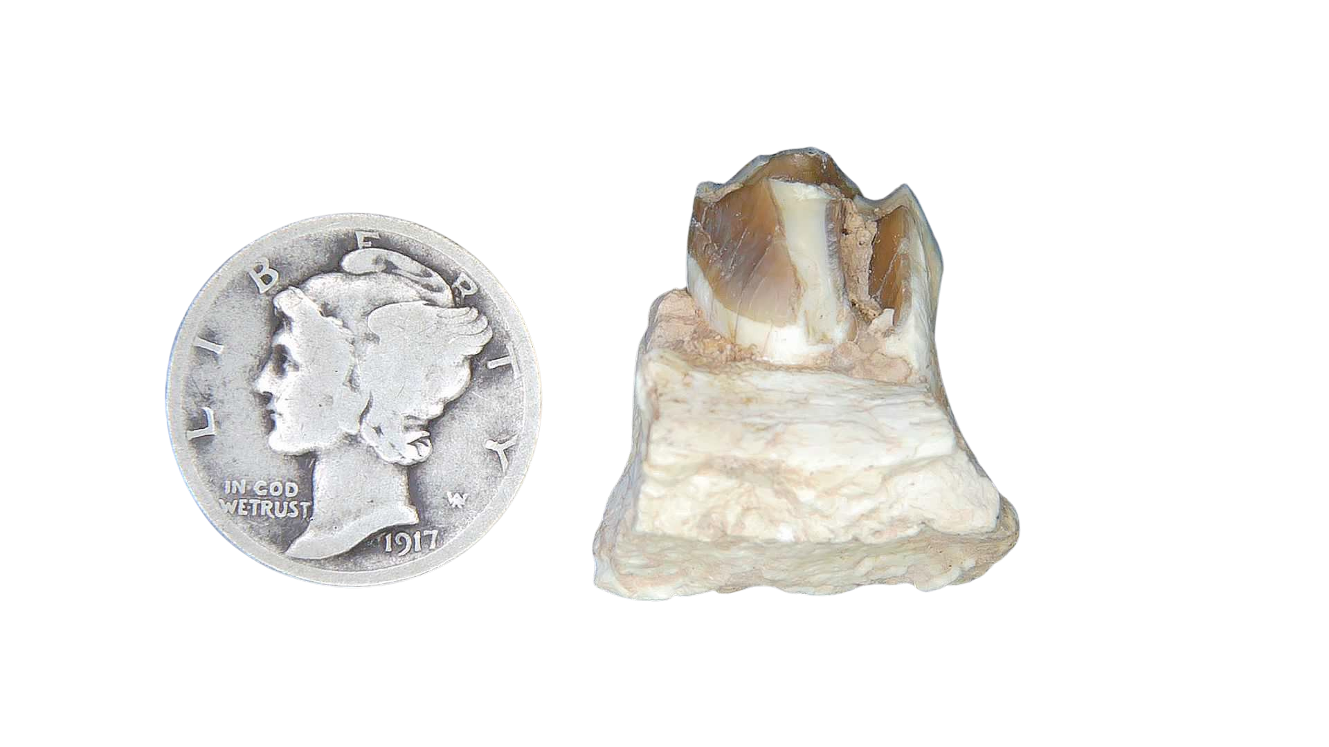 Merycoidodon culbertsoni Oreodont Jaw Section with Tooth for Sale 16a | Fossils for Sale Genuine Oligocene Age Merycoidodon culbertsoni Oreodont Jaw Section with Tooth for Sale from South Dakota #16a