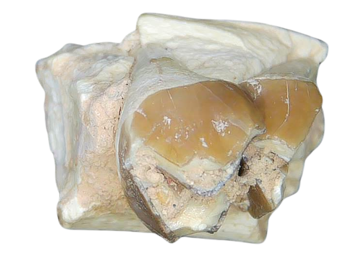 Merycoidodon culbertsoni Oreodont Jaw Section with Tooth for Sale 16b | Fossils for Sale Genuine Oligocene Age Merycoidodon culbertsoni Oreodont Jaw Section with Tooth for Sale from South Dakota #16b
