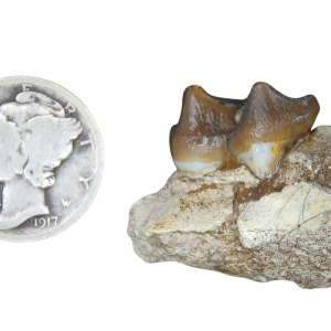 Genuine Oligocene Age Merycoidodon culbertsoni Oreodont Jaw Section with Tooth for Sale from South Dakota #17
