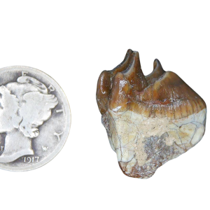 Genuine Oligocene Age Merycoidodon culbertsoni Oreodont Jaw Section with Tooth for Sale from South Dakota #18