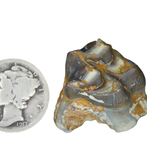 Genuine Oligocene Age Merycoidodon culbertsoni Oreodont Jaw Section with Tooth for Sale from South Dakota #19