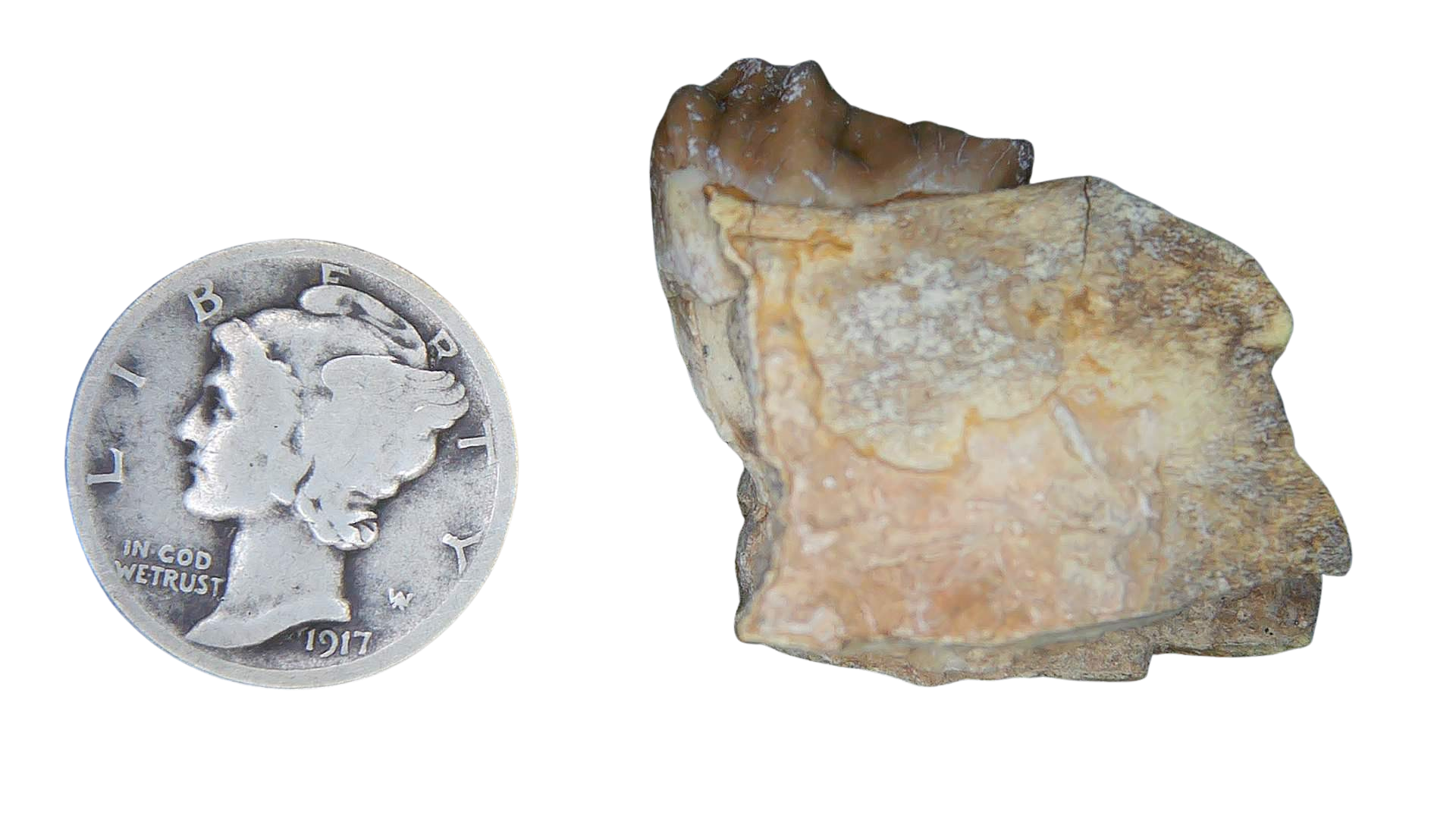 Merycoidodon culbertsoni Oreodont Jaw Section with Tooth for Sale 1a | Fossils for Sale Genuine Oligocene Age Merycoidodon culbertsoni Oreodont Jaw Section with Tooth for Sale from South Dakota #1a