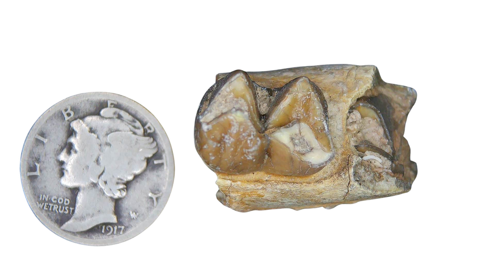 Merycoidodon culbertsoni Oreodont Jaw Section with Tooth for Sale 1b | Fossils for Sale Genuine Oligocene Age Merycoidodon culbertsoni Oreodont Jaw Section with Tooth for Sale from South Dakota #1