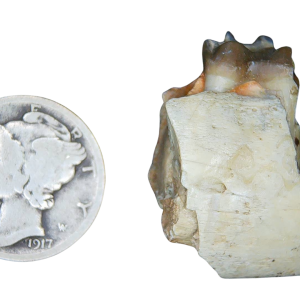 Genuine Oligocene Age Merycoidodon culbertsoni Oreodont Jaw Section with Tooth for Sale from South Dakota #2