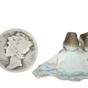 Genuine Oligocene Age Merycoidodon culbertsoni Oreodont Jaw Section with Tooth for Sale from South Dakota #20