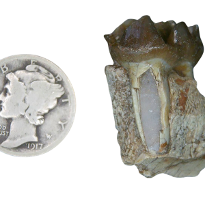 Genuine Oligocene Age Merycoidodon culbertsoni Oreodont Jaw Section with Tooth for Sale from South Dakota #21