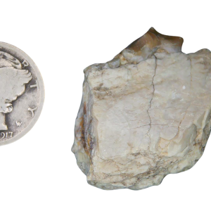 Genuine Oligocene Age Merycoidodon culbertsoni Oreodont Jaw Section with Tooth for Sale from South Dakota #23