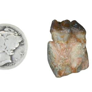 Genuine Oligocene Age Merycoidodon culbertsoni Oreodont Jaw Section with Tooth for Sale from South Dakota #24