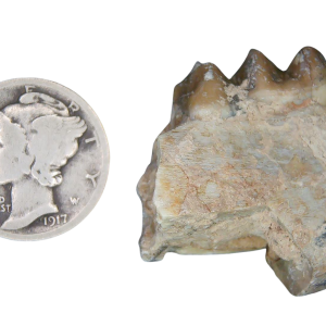 Genuine Oligocene Age Merycoidodon culbertsoni Oreodont Jaw Section with Tooth for Sale from South Dakota #25