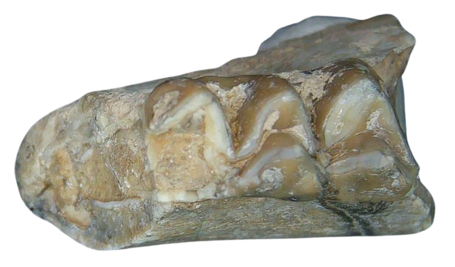 Merycoidodon culbertsoni Oreodont Jaw Section with Tooth for Sale 25b | Fossils for Sale Genuine Oligocene Age Merycoidodon culbertsoni Oreodont Jaw Section with Tooth for Sale from South Dakota #25b