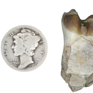 Genuine Oligocene Age Merycoidodon culbertsoni Oreodont Jaw Section with Tooth for Sale from South Dakota #26