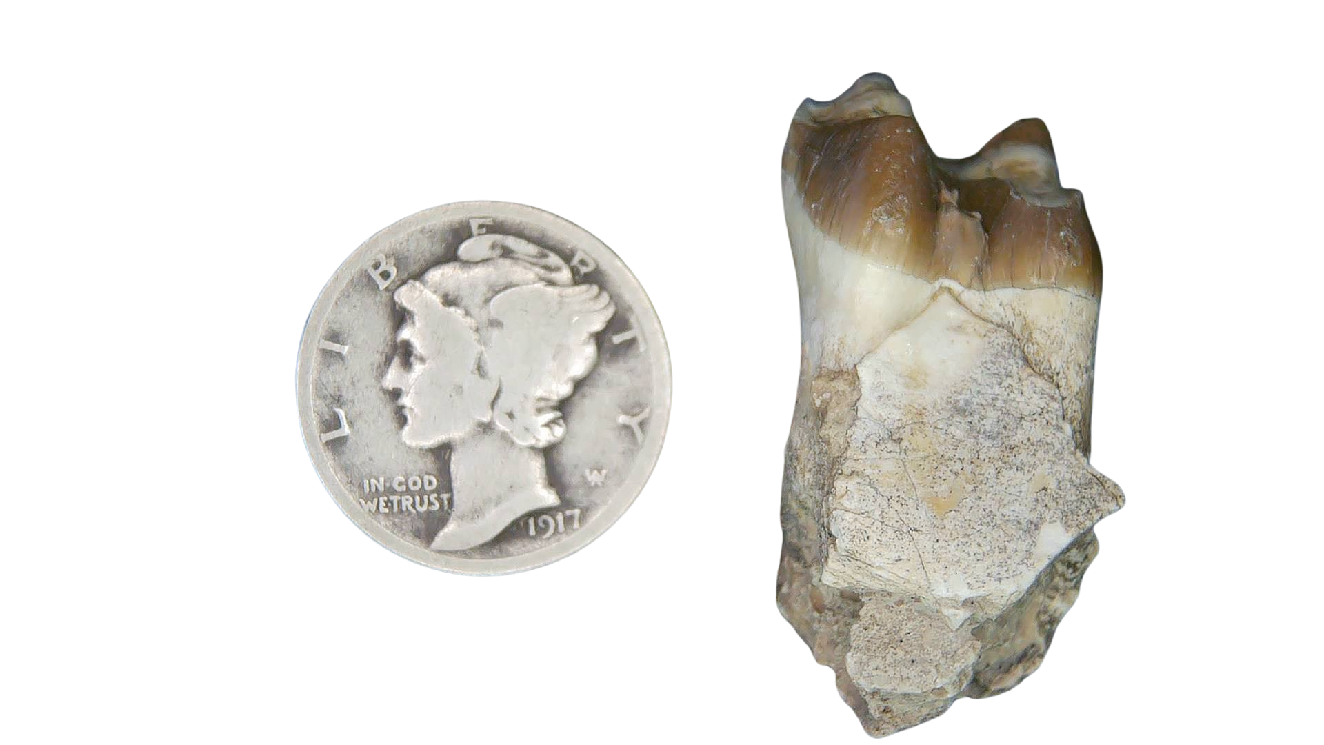 Merycoidodon culbertsoni Oreodont Jaw Section with Tooth for Sale 26 | Fossils for Sale Genuine Oligocene Age Merycoidodon culbertsoni Oreodont Jaw Section with Tooth for Sale from South Dakota #26