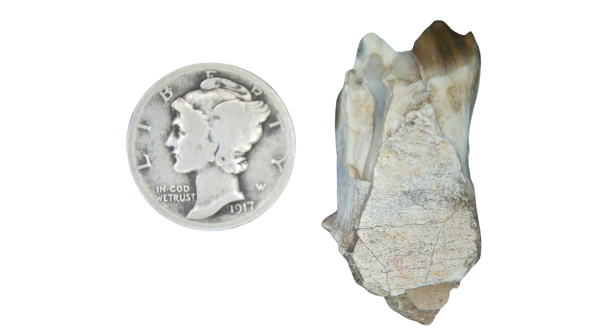 Merycoidodon culbertsoni Oreodont Jaw Section with Tooth for Sale 26a | Fossils for Sale Genuine Oligocene Age Merycoidodon culbertsoni Oreodont Jaw Section with Tooth for Sale from South Dakota #26a