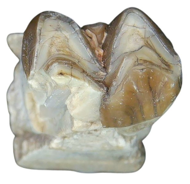 Merycoidodon culbertsoni Oreodont Jaw Section with Tooth for Sale 26b | Fossils for Sale Genuine Oligocene Age Merycoidodon culbertsoni Oreodont Jaw Section with Tooth for Sale from South Dakota #26b