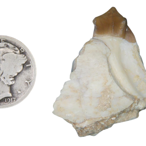 Genuine Oligocene Age Merycoidodon culbertsoni Oreodont Jaw Section with Tooth for Sale from South Dakota #27