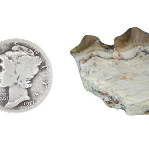 Merycoidodon culbertsoni Oreodont Jaw Section with Tooth for Sale 28 | Fossils for Sale