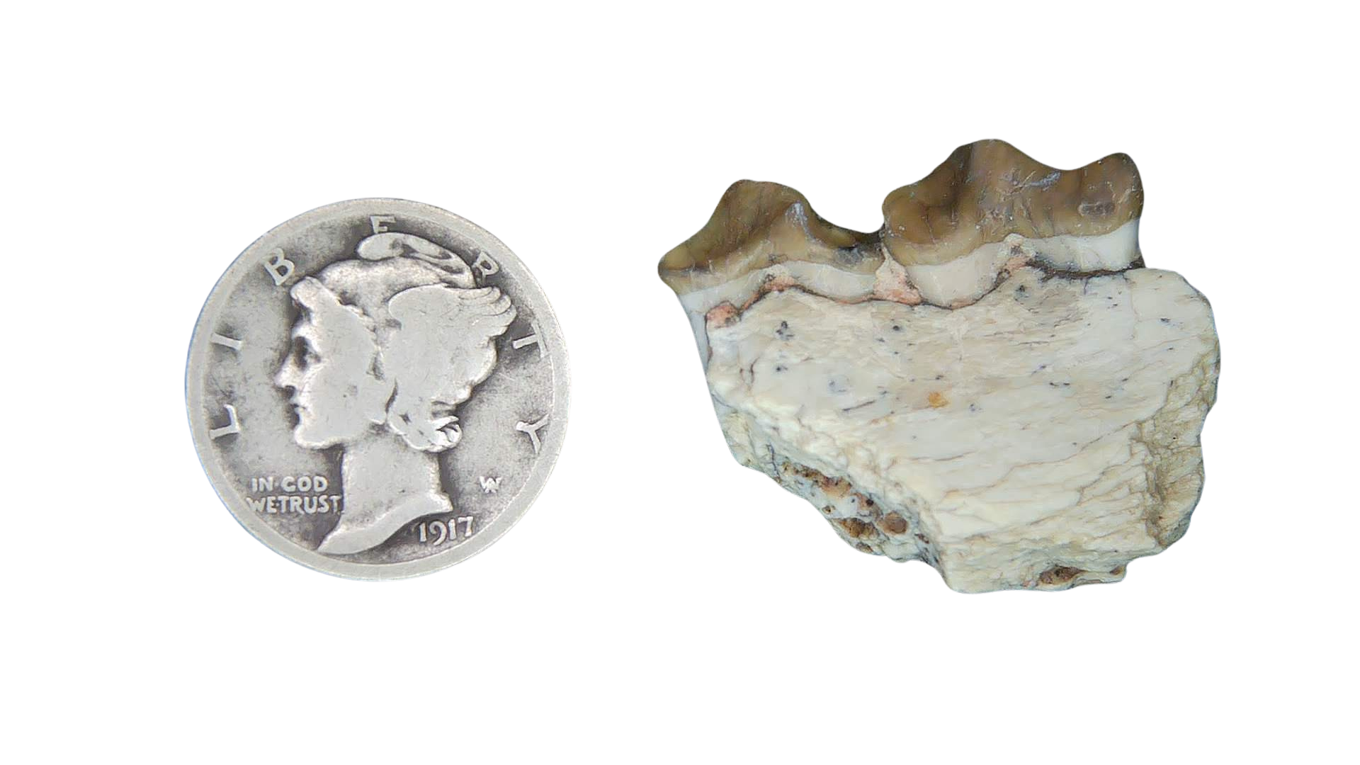 Merycoidodon culbertsoni Oreodont Jaw Section with Tooth for Sale 28 | Fossils for Sale Genuine Oligocene Age Merycoidodon culbertsoni Oreodont Jaw Section with Tooth for Sale from South Dakota #28