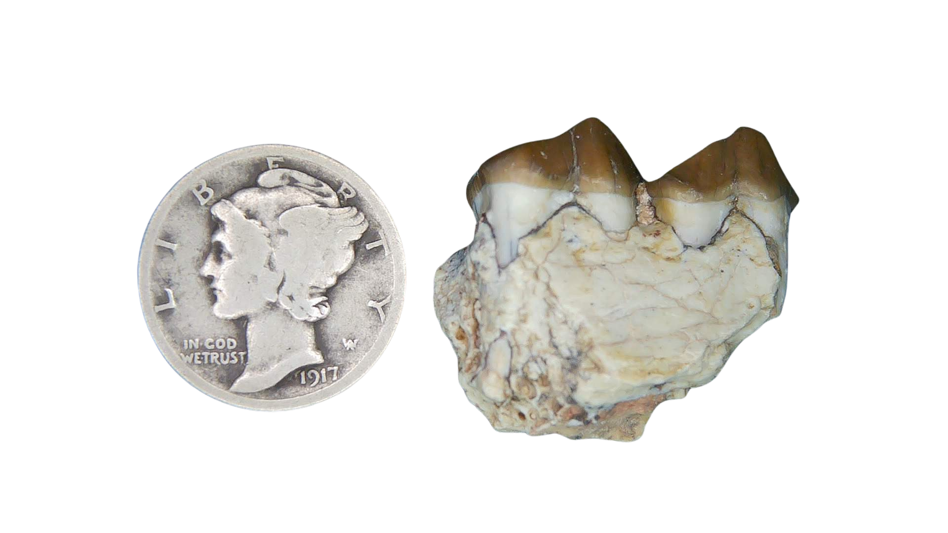 Merycoidodon culbertsoni Oreodont Jaw Section with Tooth for Sale 28a | Fossils for Sale Genuine Oligocene Age Merycoidodon culbertsoni Oreodont Jaw Section with Tooth for Sale from South Dakota #28a