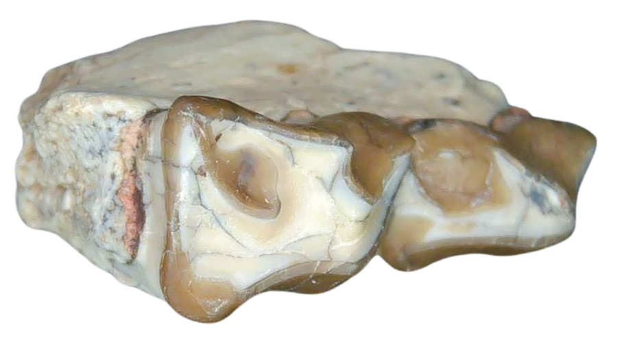 Merycoidodon culbertsoni Oreodont Jaw Section with Tooth for Sale 28b | Fossils for Sale Genuine Oligocene Age Merycoidodon culbertsoni Oreodont Jaw Section with Tooth for Sale from South Dakota #28b