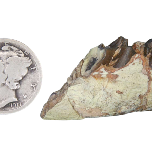 Merycoidodon culbertsoni Oreodont Jaw Section with Tooth for Sale 29 | Fossils for Sale Genuine Oligocene Age Merycoidodon culbertsoni Oreodont Jaw Section with Tooth for Sale from South Dakota #29