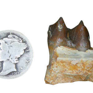 Merycoidodon culbertsoni Oreodont Jaw Section with Tooth for Sale 3 | Fossils for Sale Genuine Oligocene Age Merycoidodon culbertsoni Oreodont Jaw Section with Tooth for Sale from South Dakota #3