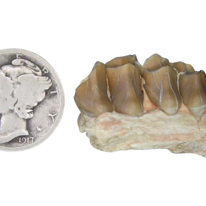 Merycoidodon culbertsoni Oreodont Jaw Section with Tooth for Sale 30 | Fossils for Sale Genuine Oligocene Age Merycoidodon culbertsoni Oreodont Jaw Section with Tooth for Sale from South Dakota #30