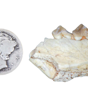 Merycoidodon culbertsoni Oreodont Jaw Section with Tooth for Sale 4 | Fossils for Sale Genuine Oligocene Age Merycoidodon culbertsoni Oreodont Jaw Section with Tooth for Sale from South Dakota #4