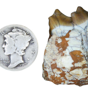 Merycoidodon culbertsoni Oreodont Jaw Section with Tooth for Sale 5 | Fossils for Sale Genuine Oligocene Age Merycoidodon culbertsoni Oreodont Jaw Section with Tooth for Sale from South Dakota #5