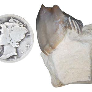 Merycoidodon culbertsoni Oreodont Jaw Section with Tooth for Sale 6 | Fossils for Sale Genuine Oligocene Age Merycoidodon culbertsoni Oreodont Jaw Section with Tooth for Sale from South Dakota #6