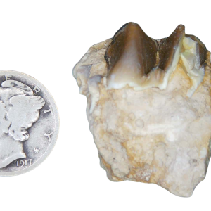 Merycoidodon culbertsoni Oreodont Jaw Section with Tooth for Sale 7 | Fossils for Sale Genuine Oligocene Age Merycoidodon culbertsoni Oreodont Jaw Section with Tooth for Sale from South Dakota #7