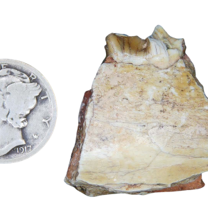 Merycoidodon culbertsoni Oreodont Jaw Section with Tooth for Sale 8 | Fossils for Sale Genuine Oligocene Age Merycoidodon culbertsoni Oreodont Jaw Section with Tooth for Sale from South Dakota #8