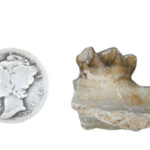 Merycoidodon culbertsoni Oreodont Jaw Section with Tooth for Sale 9 | Fossils for Sale Genuine Oligocene Age Merycoidodon culbertsoni Oreodont Jaw Section with Tooth for Sale from South Dakota #9