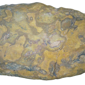 Genuine Permian Age Coprolite for Sale from Texas Red Beds #68