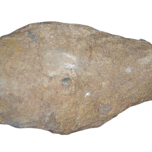 Genuine Permian Age Coprolite for Sale from Texas Red Beds #69