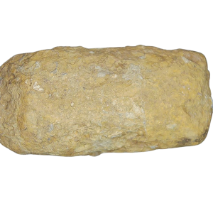 Genuine Permian Age Coprolite for Sale from Texas Red Beds #71